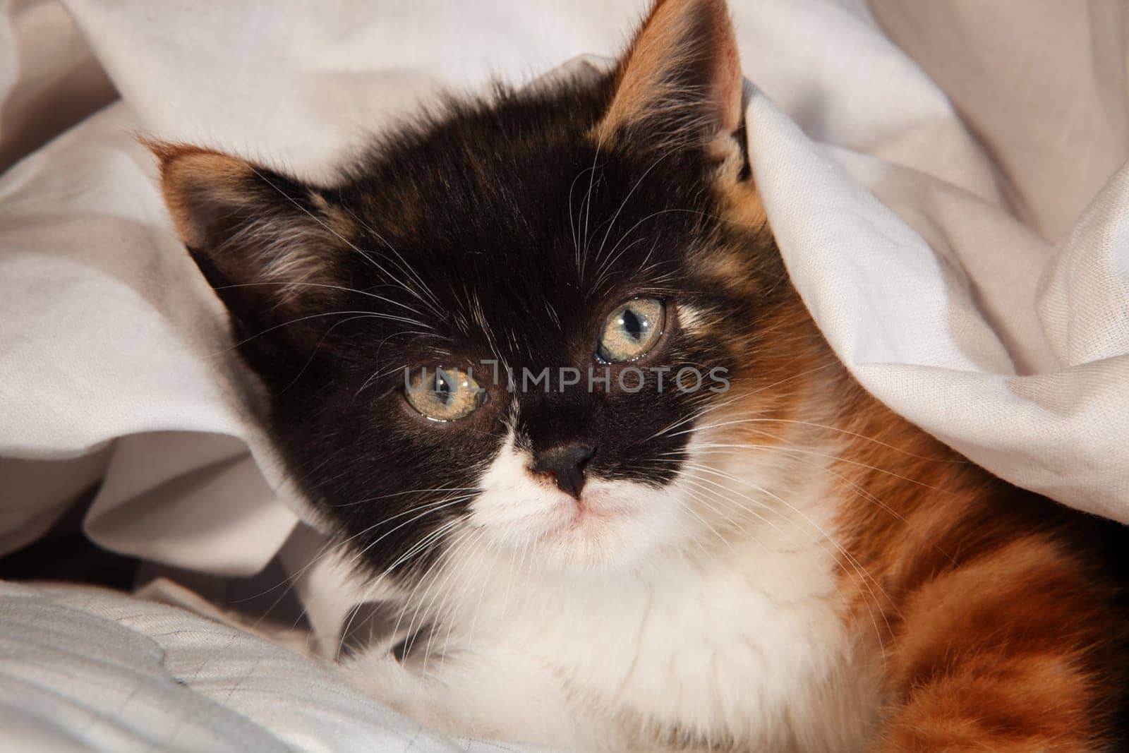 Portrait of a tabby kitten lying on a white bed