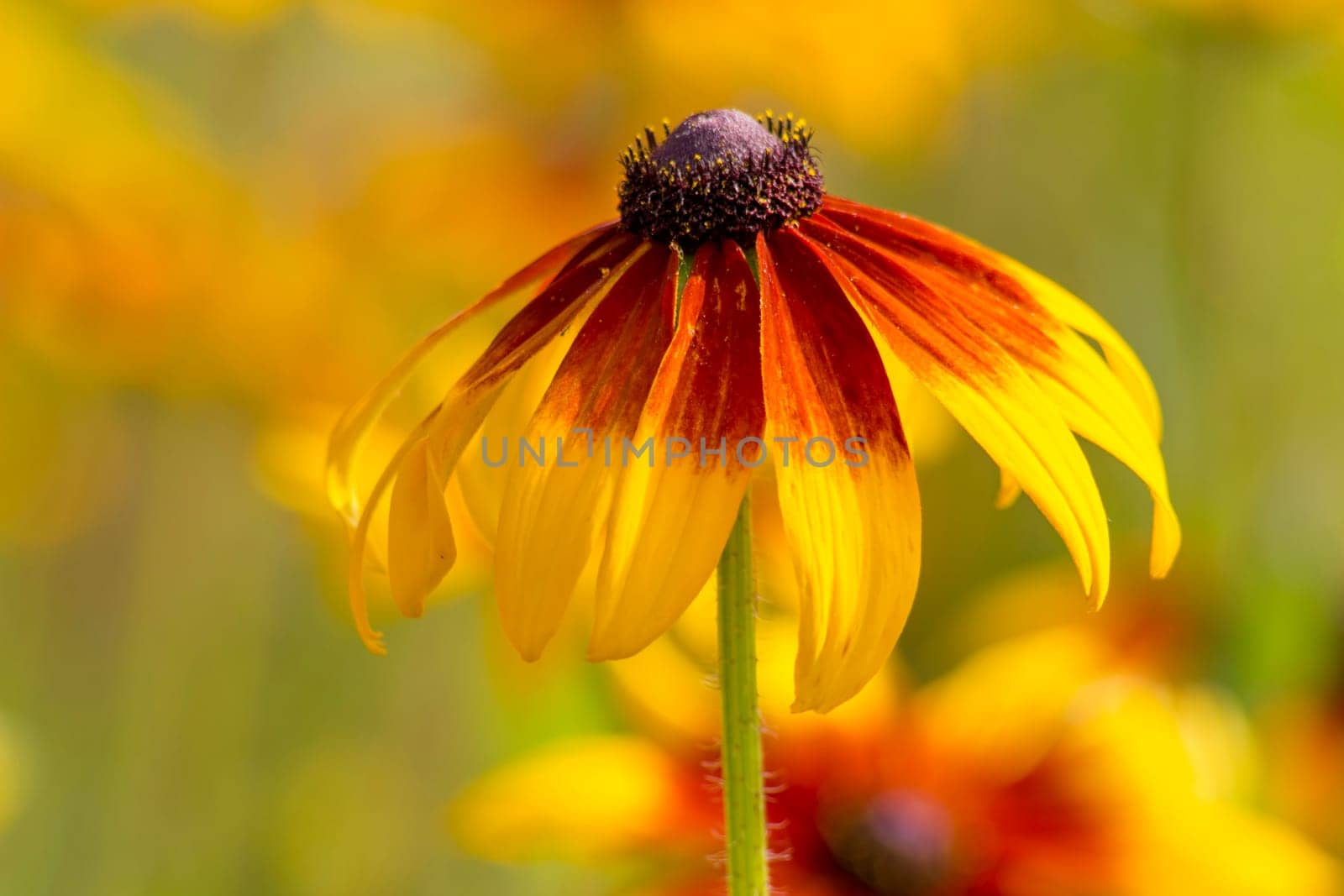 Rudbeckia flower in nature