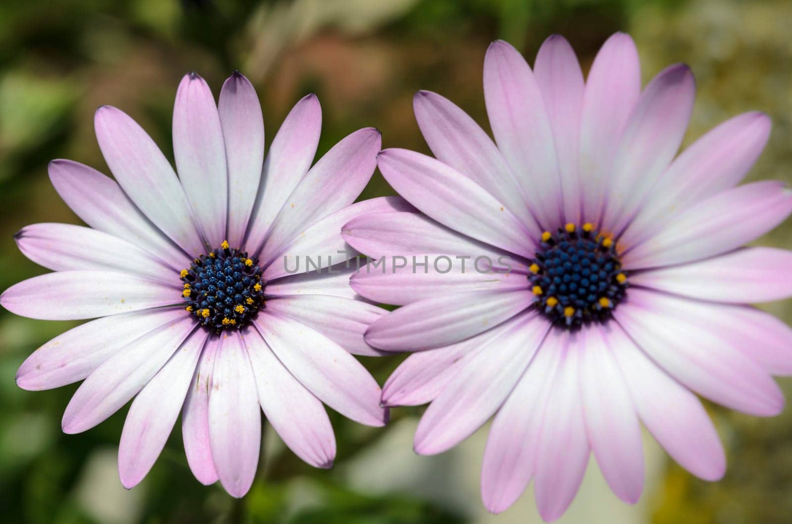 Summer meadow with violet daisies blooming