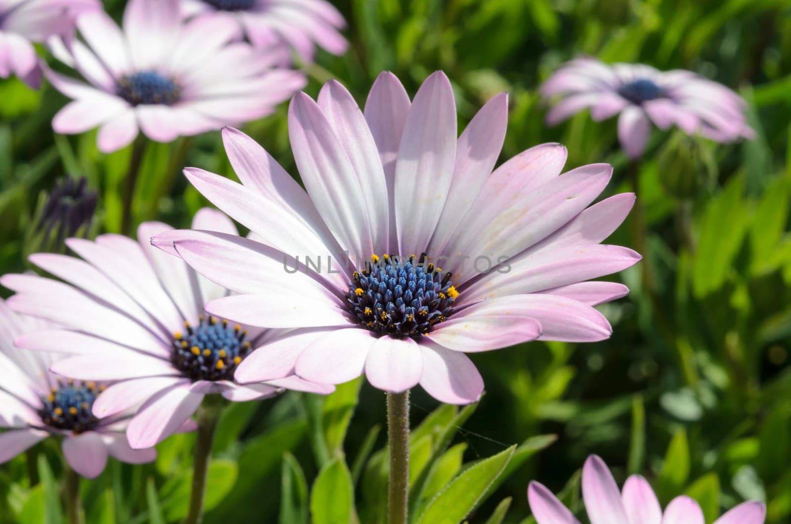 Summer meadow with violet daisies blooming