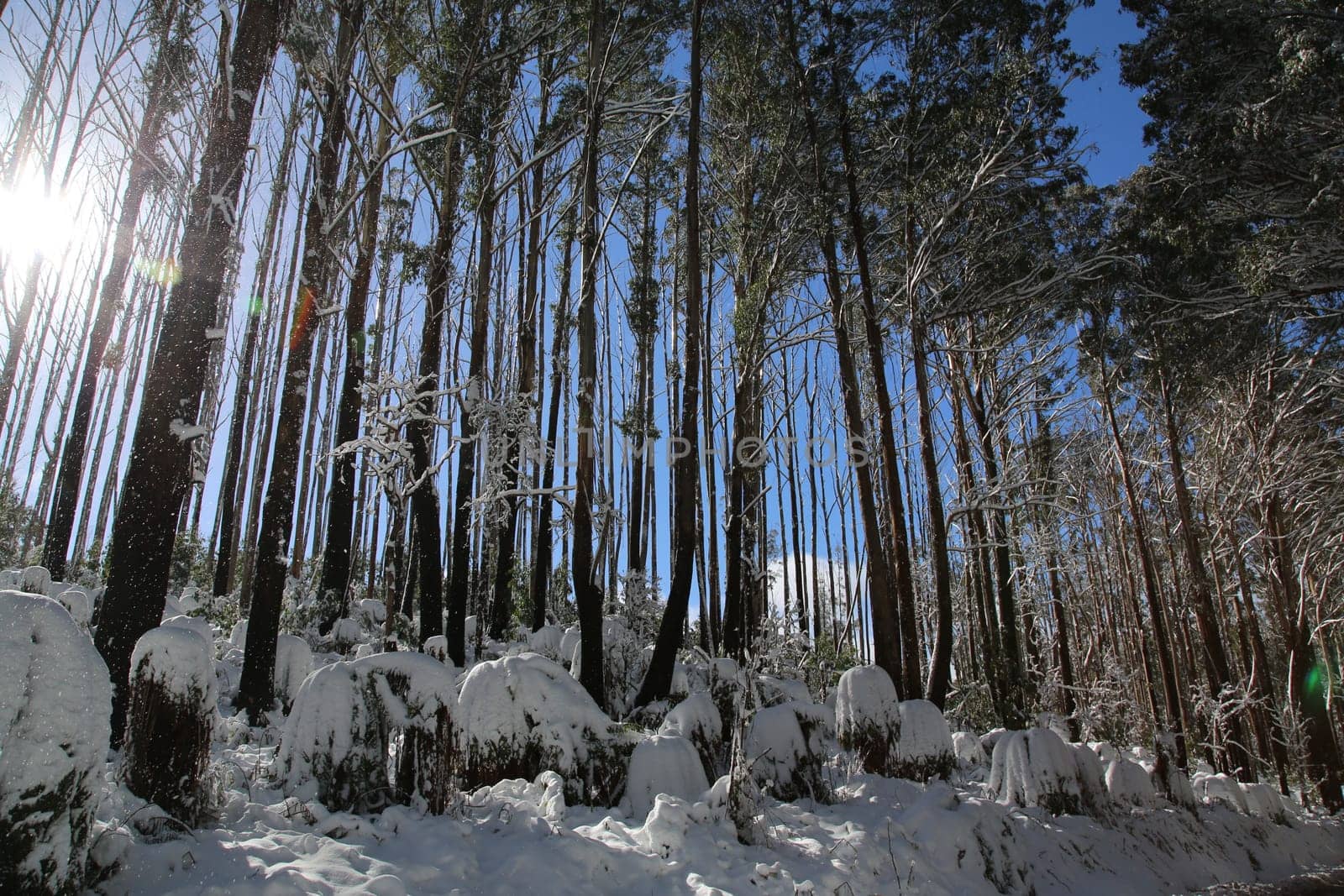 Sunny winter morning in the Australian bush