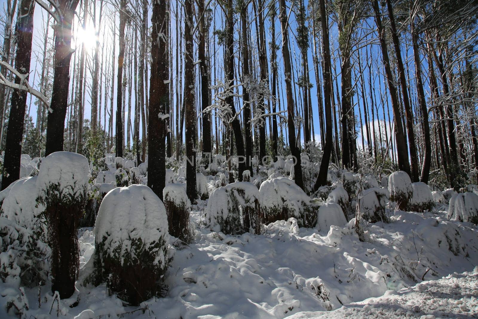 Winter morning in the Australian bush