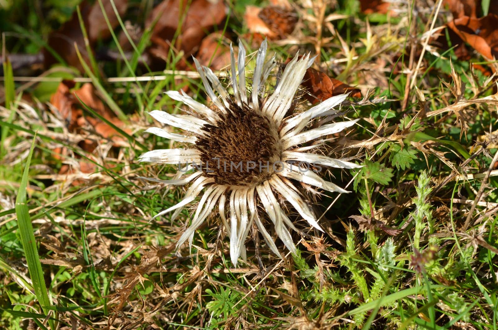 Silver thistle