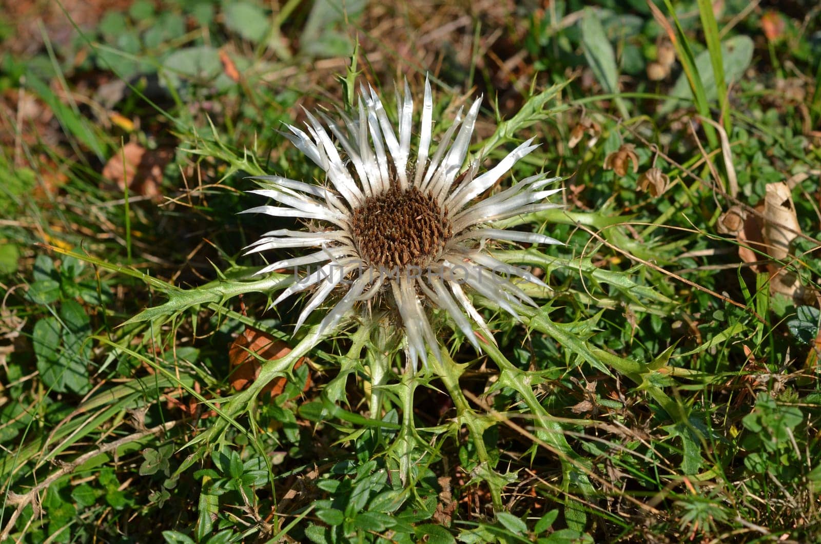Silver thistle