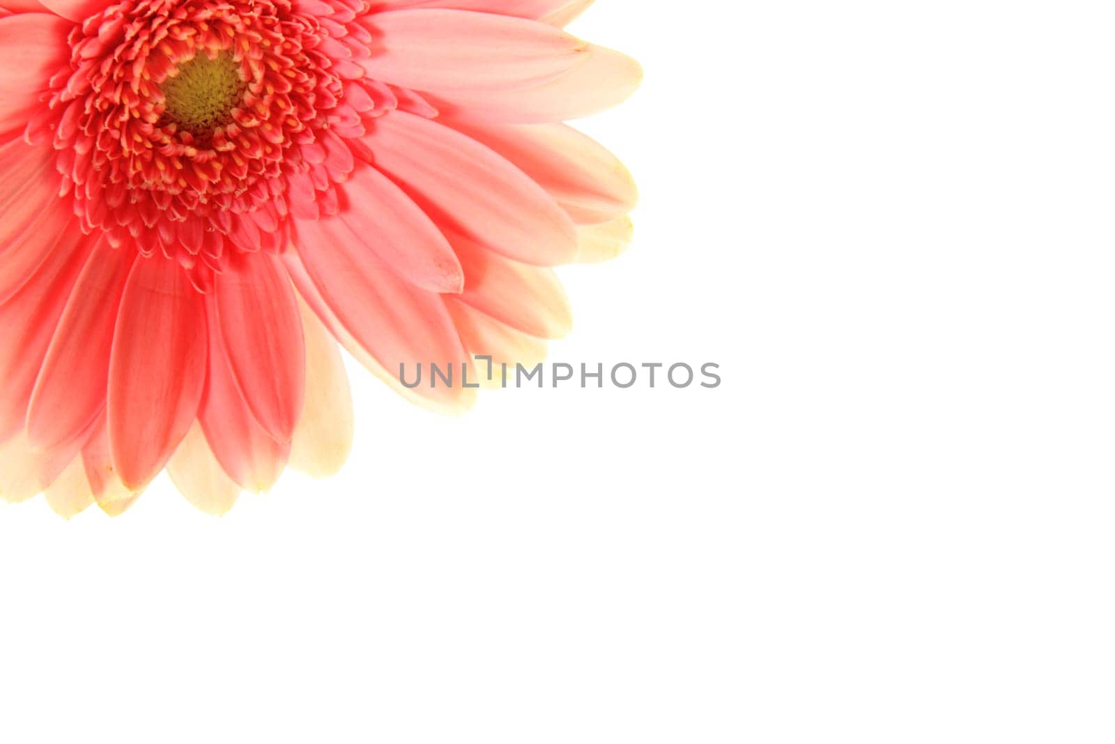 Pink Gerbera bloom in close-up against a white background