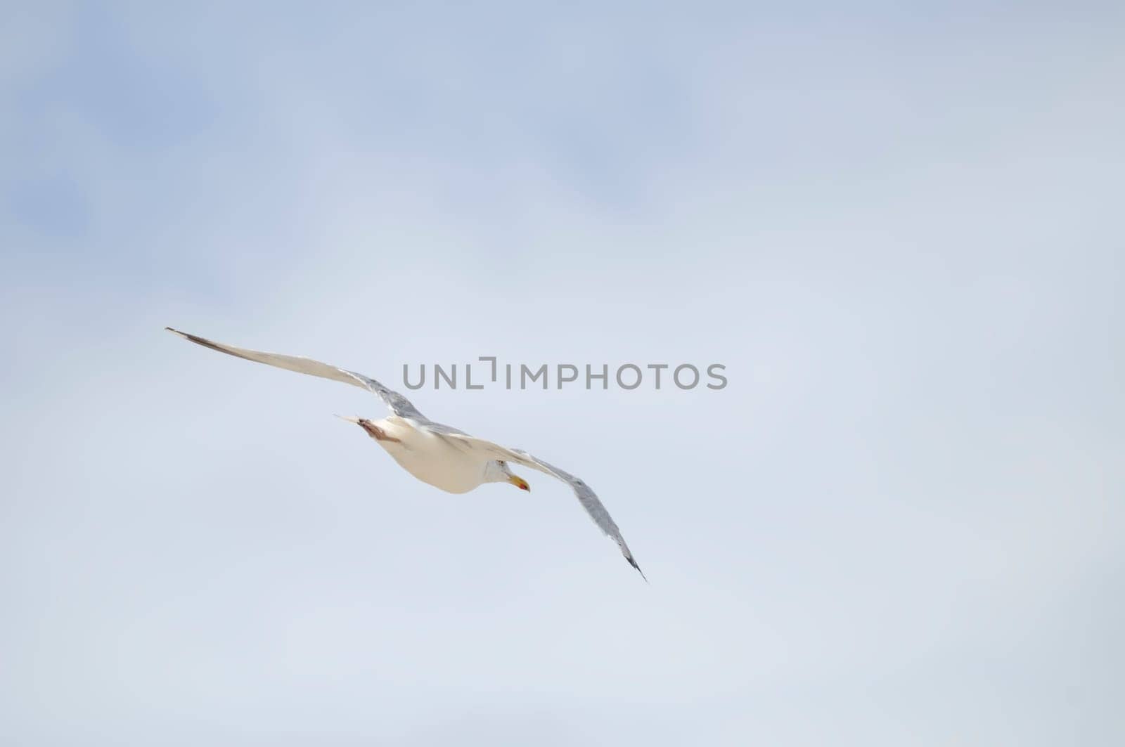 silver gull
