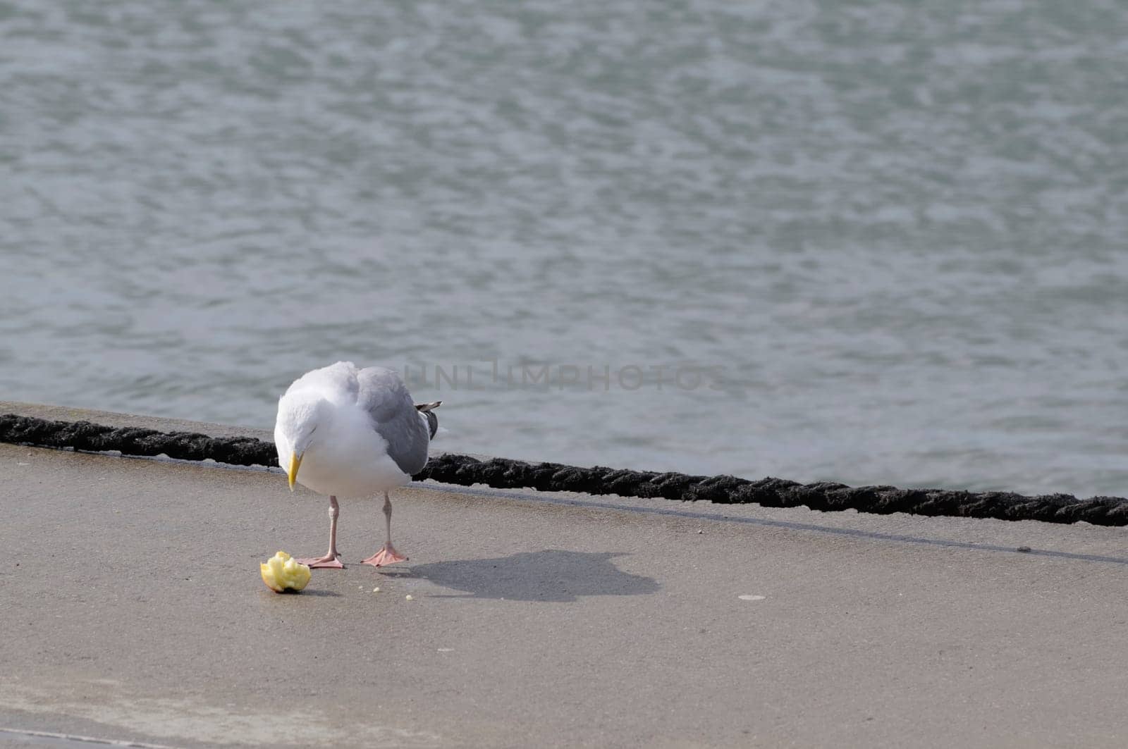 silver gull
