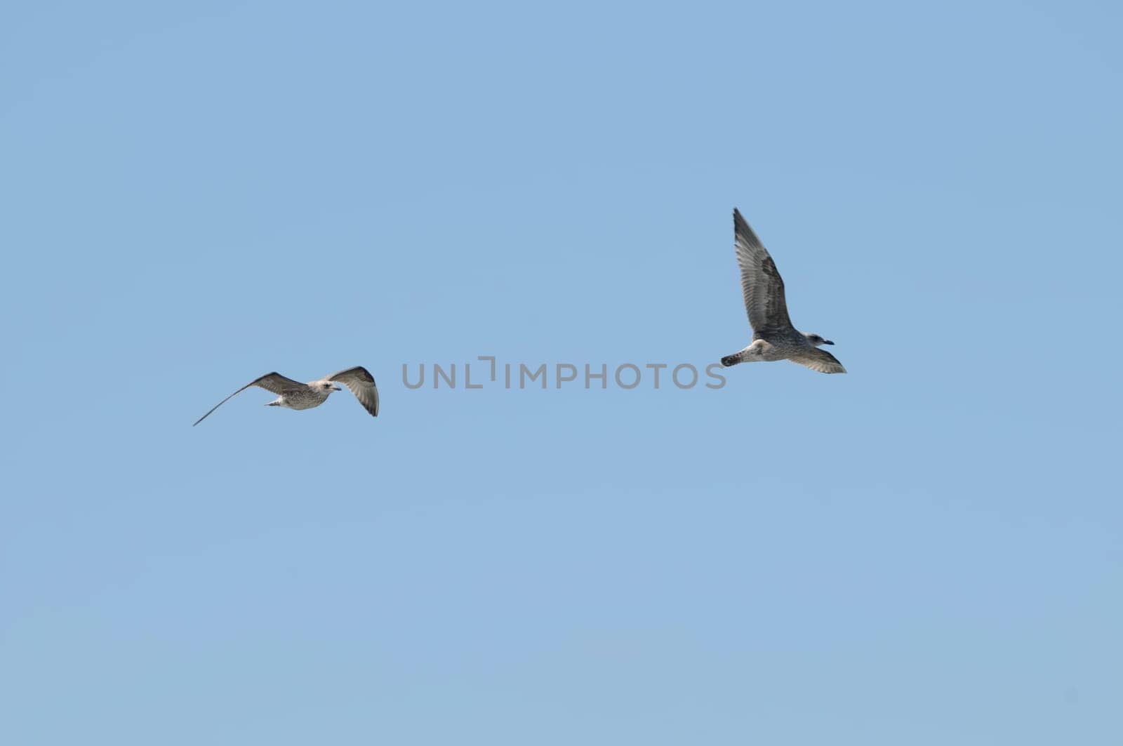 young gull