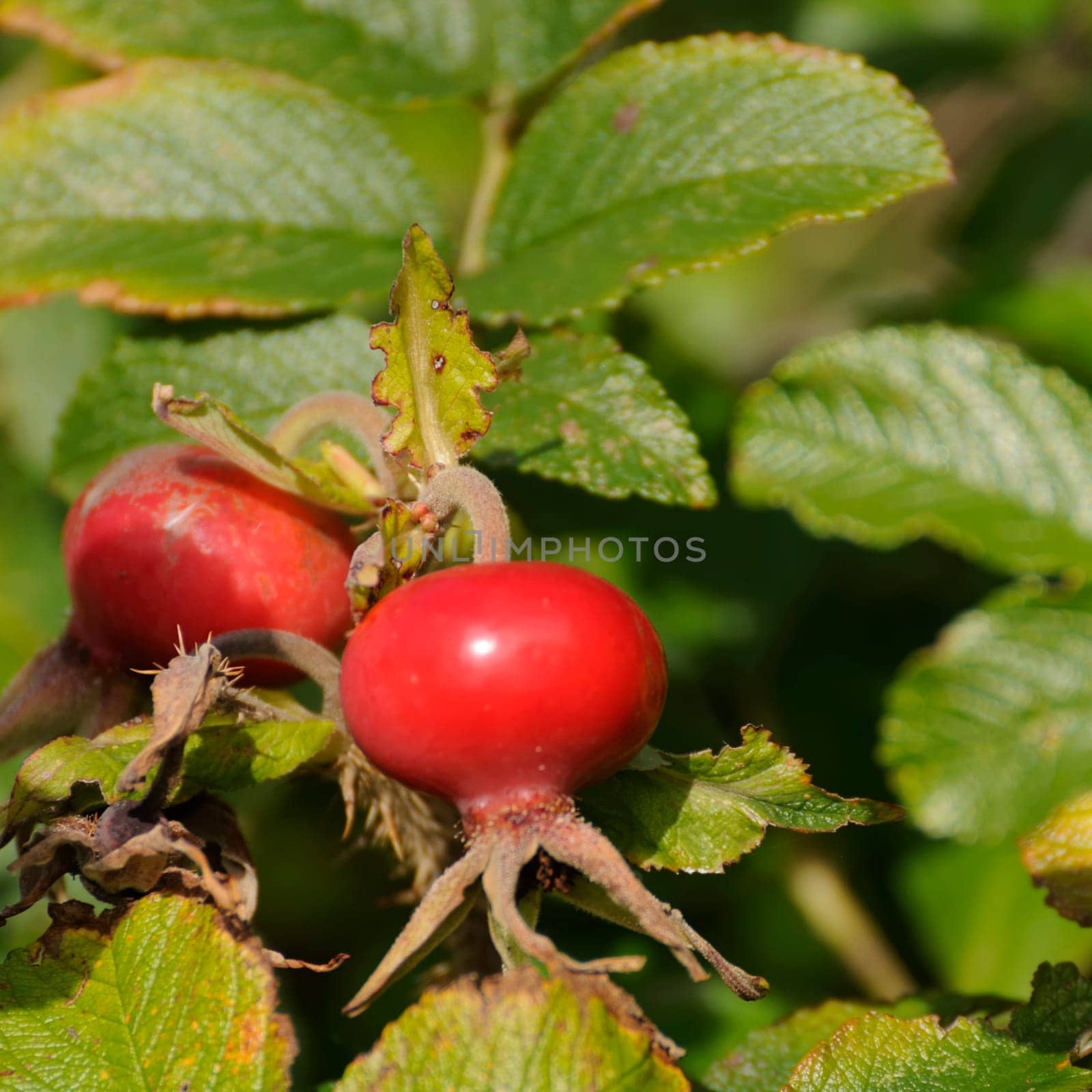rosehips