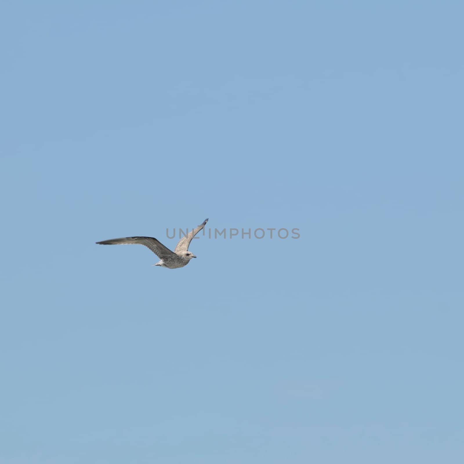 young gull
