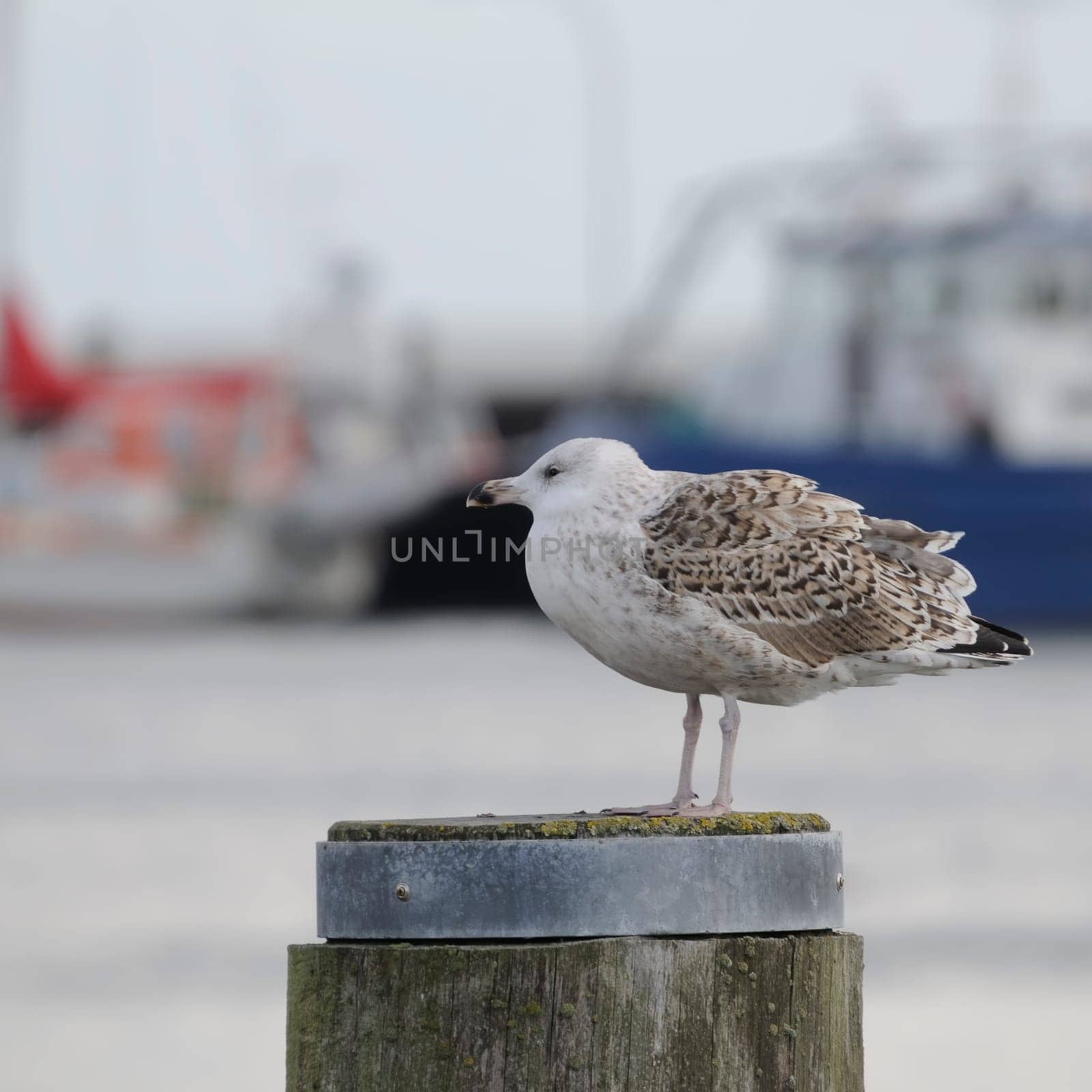 young gull