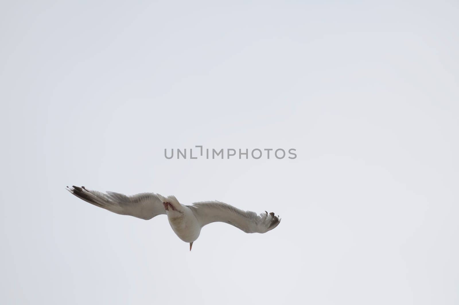 silver gull