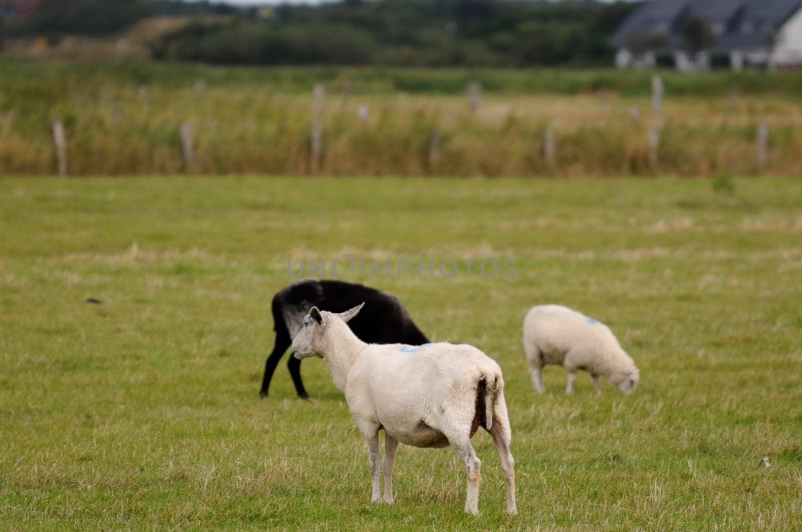 Sheep