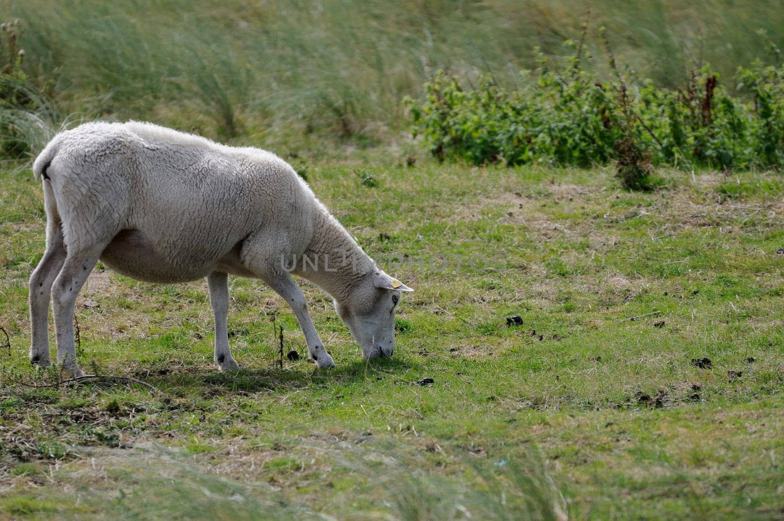 Sheep