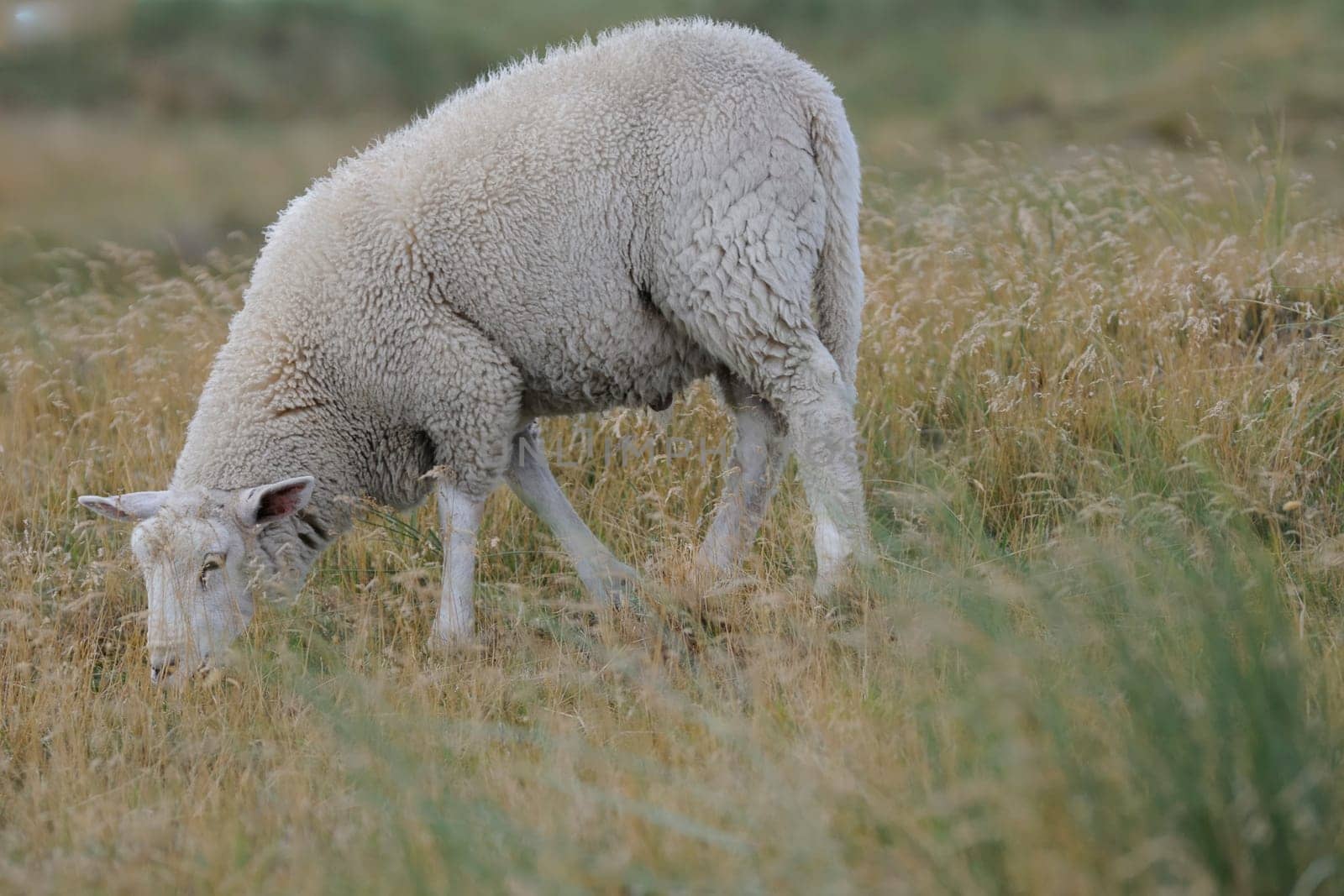 Sheep