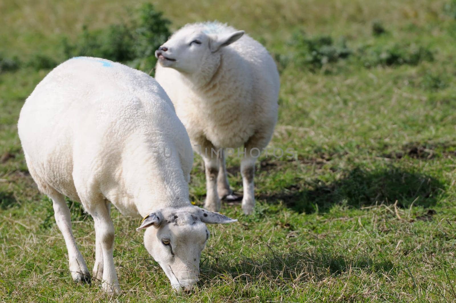 Sheep