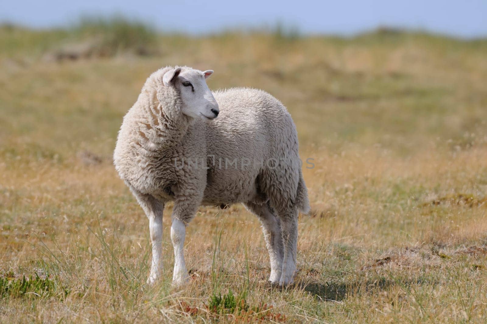 Sheep
