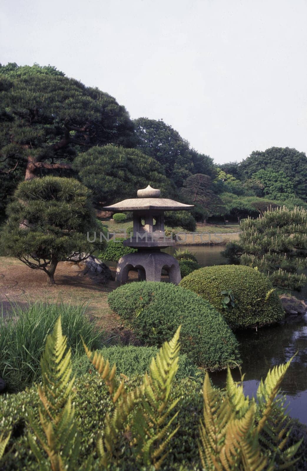 a Japanese parc in the City centre of Tokyo in Japan in Asia,....