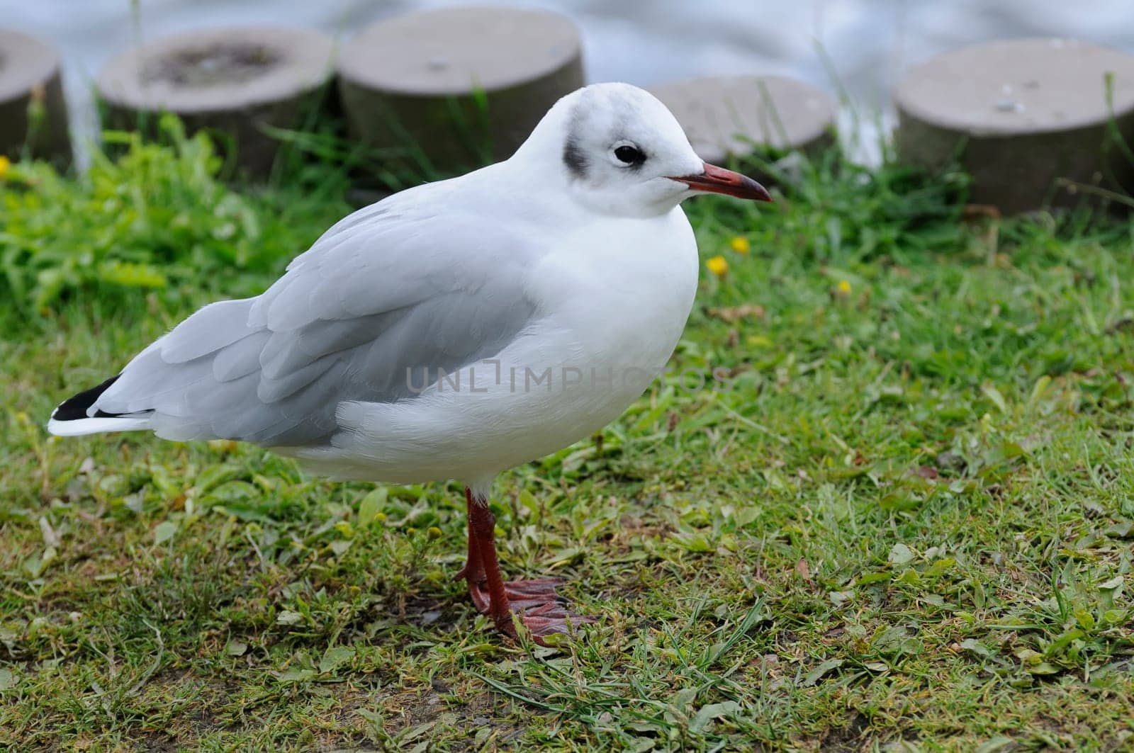 tern