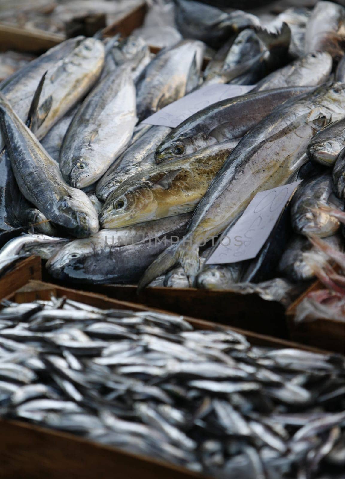 The Fishmarket in the old Town of Catania in Sicily in south Italy in Europe.