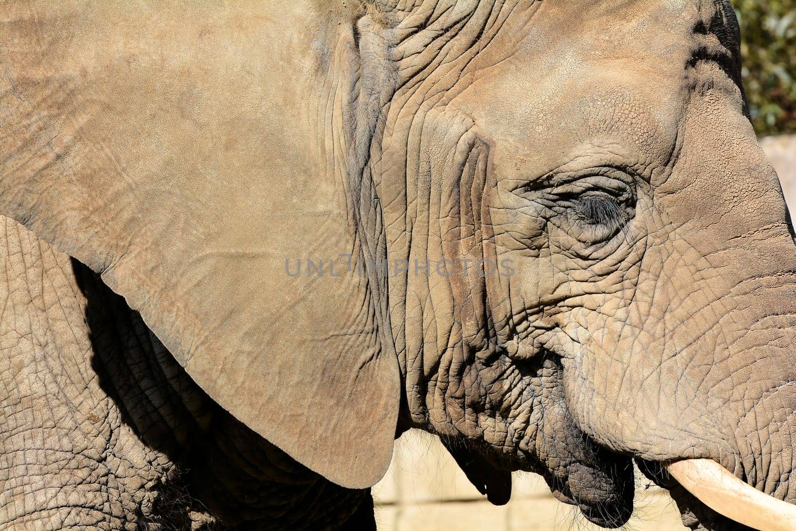 African elephant