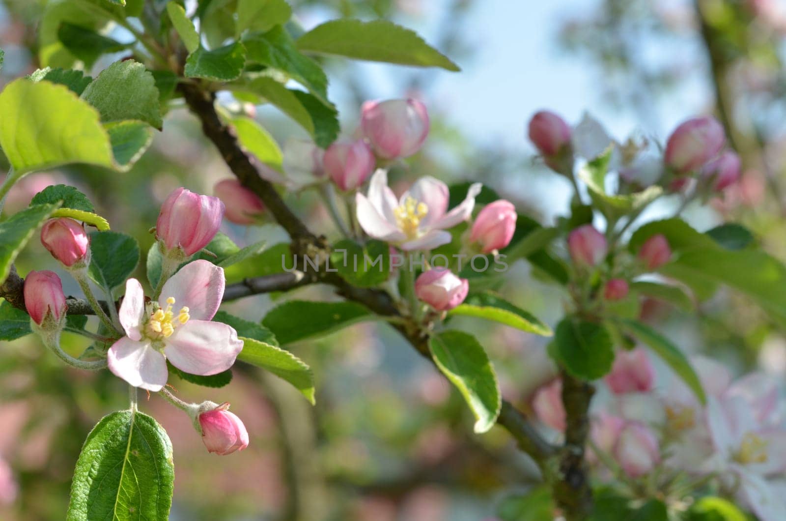 Apple blossoms