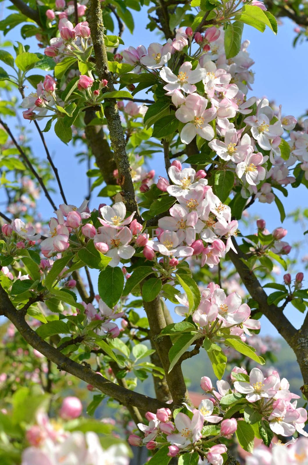 Apple blossoms