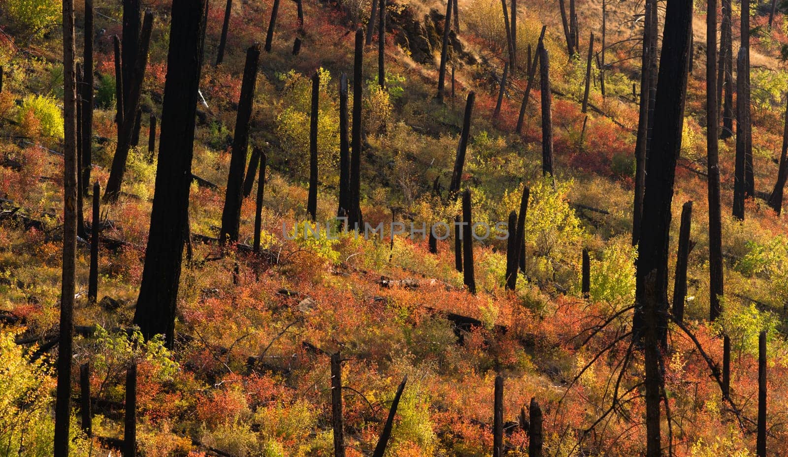 Colorful fall folaige can be seen soon after fire burns out a wooded area