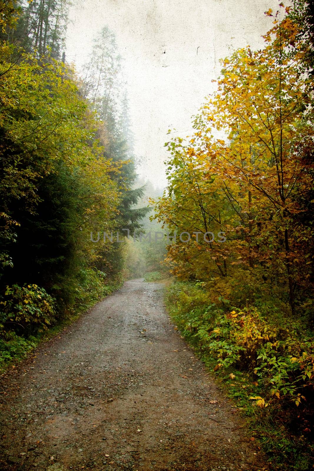 Curving dirt road in autumn forest