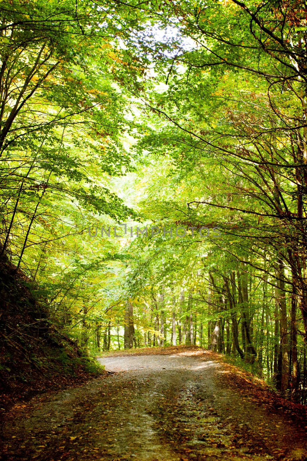 Curving dirt road in autumn forest