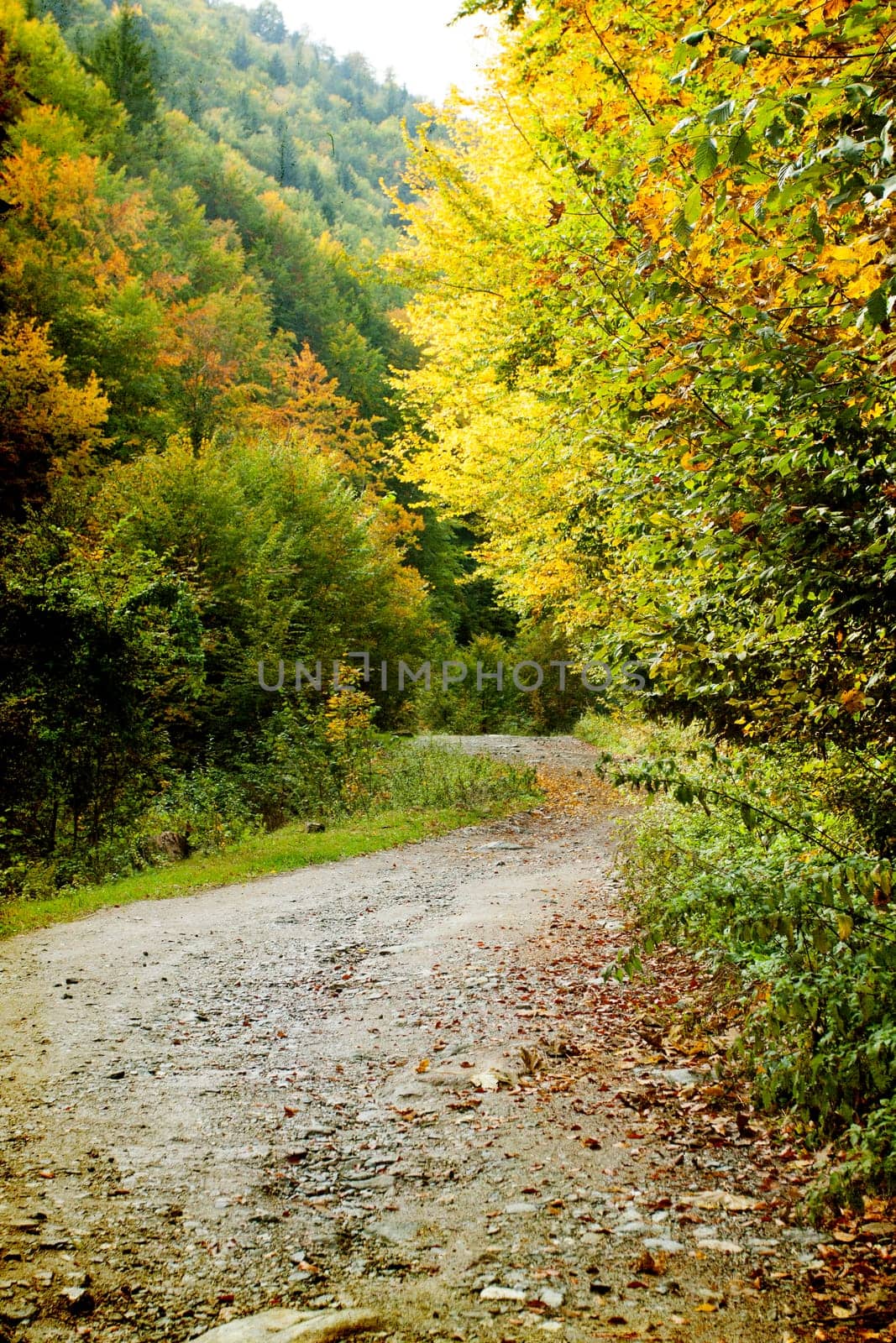 Curving dirt road in autumn forest