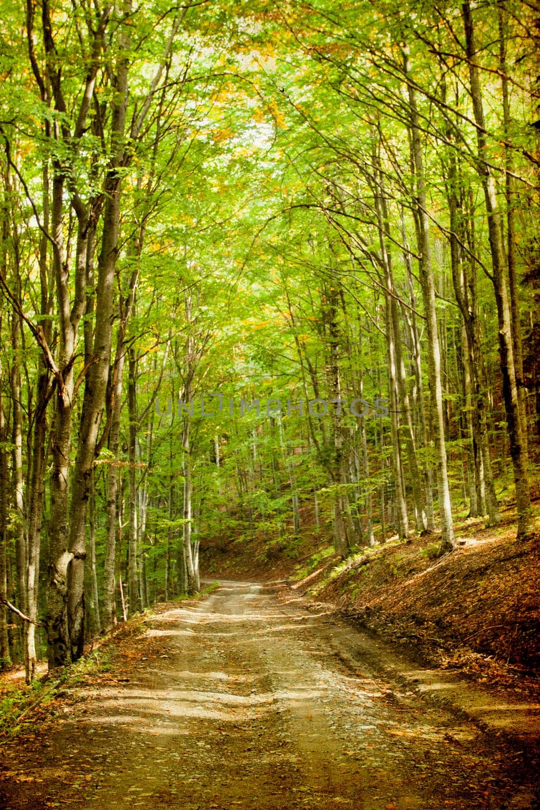 Curving dirt road in autumn forest