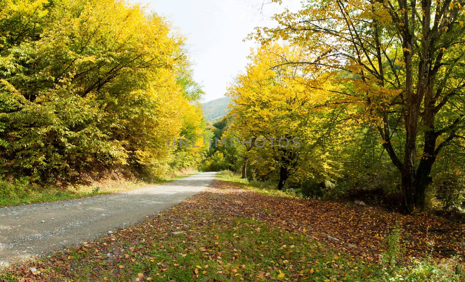 Curving dirt road in autumn forest