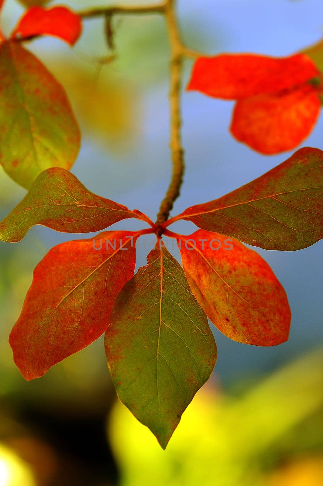 (Fall foliage) or (fall leaves) or (autumn leaves)
