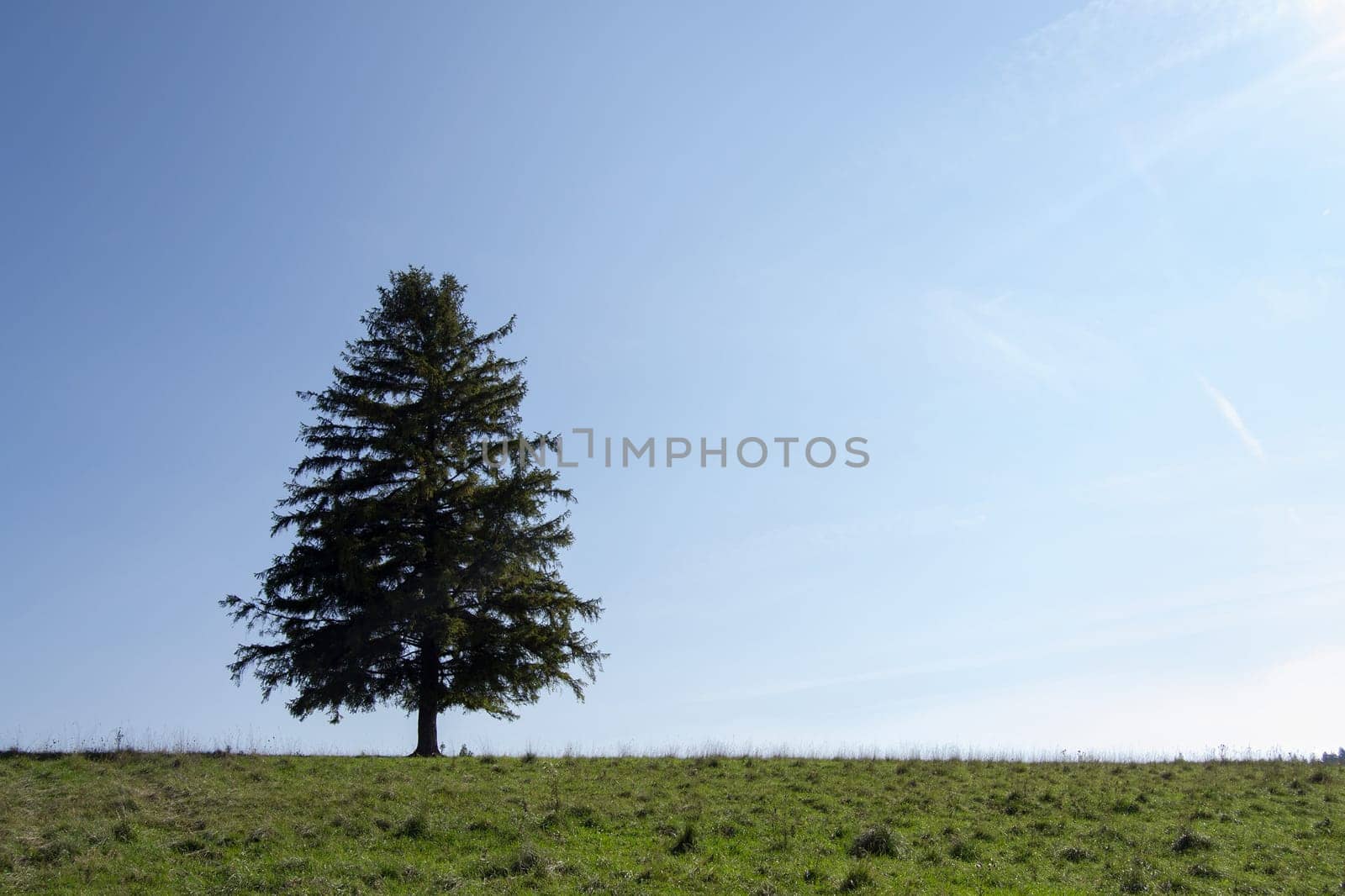 Lone tree with green field on hill