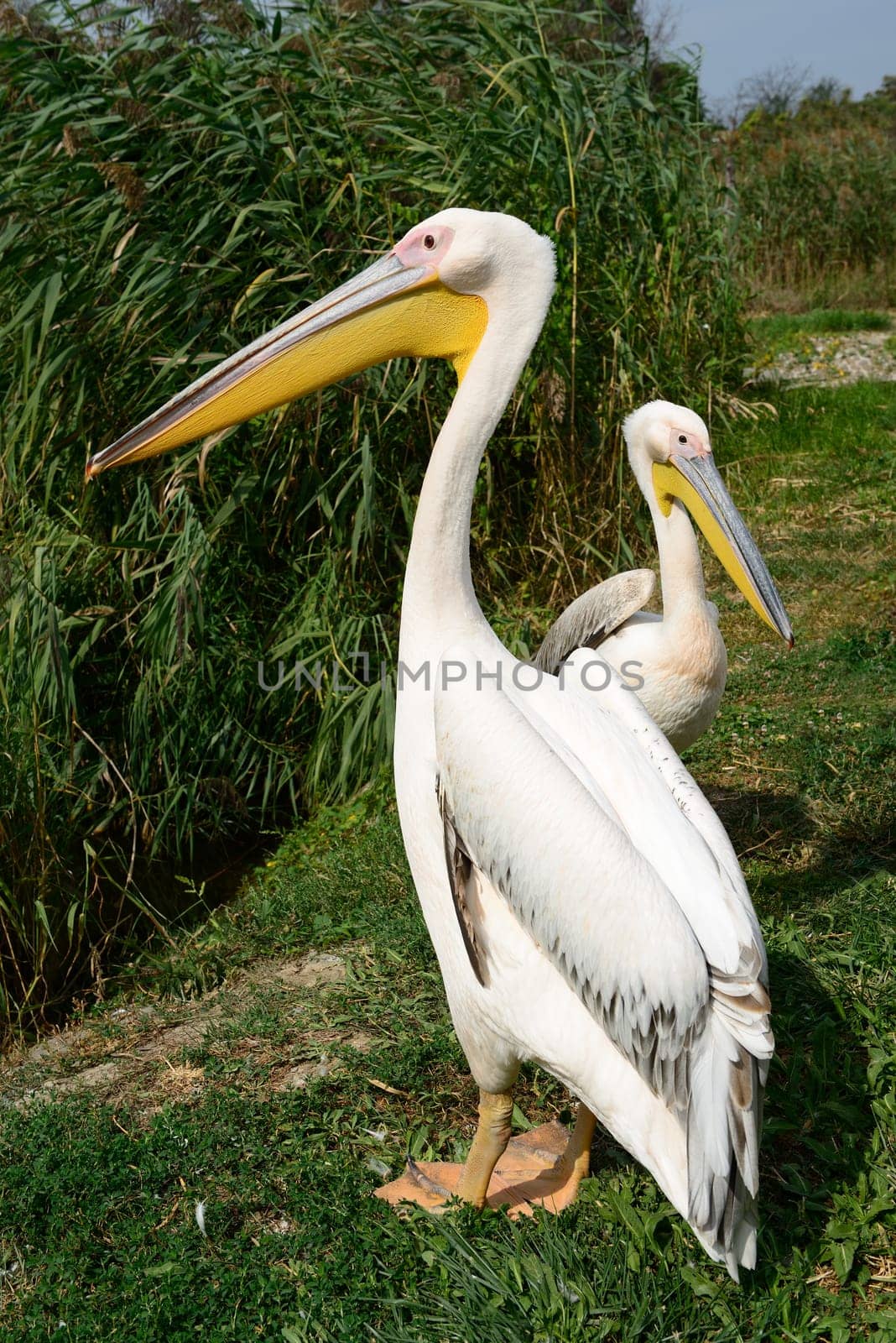 The great white pelican (Pelecanus onocrotalus) also known as the eastern white pelican, rosy pelican or white pelican.