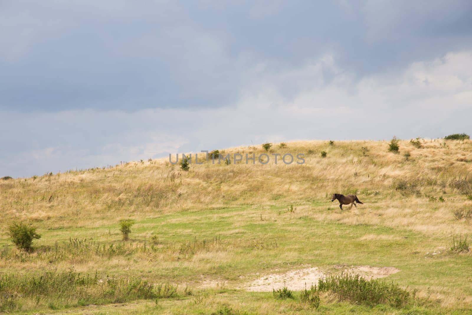 Wild horse on a protected area in the south of Langeland