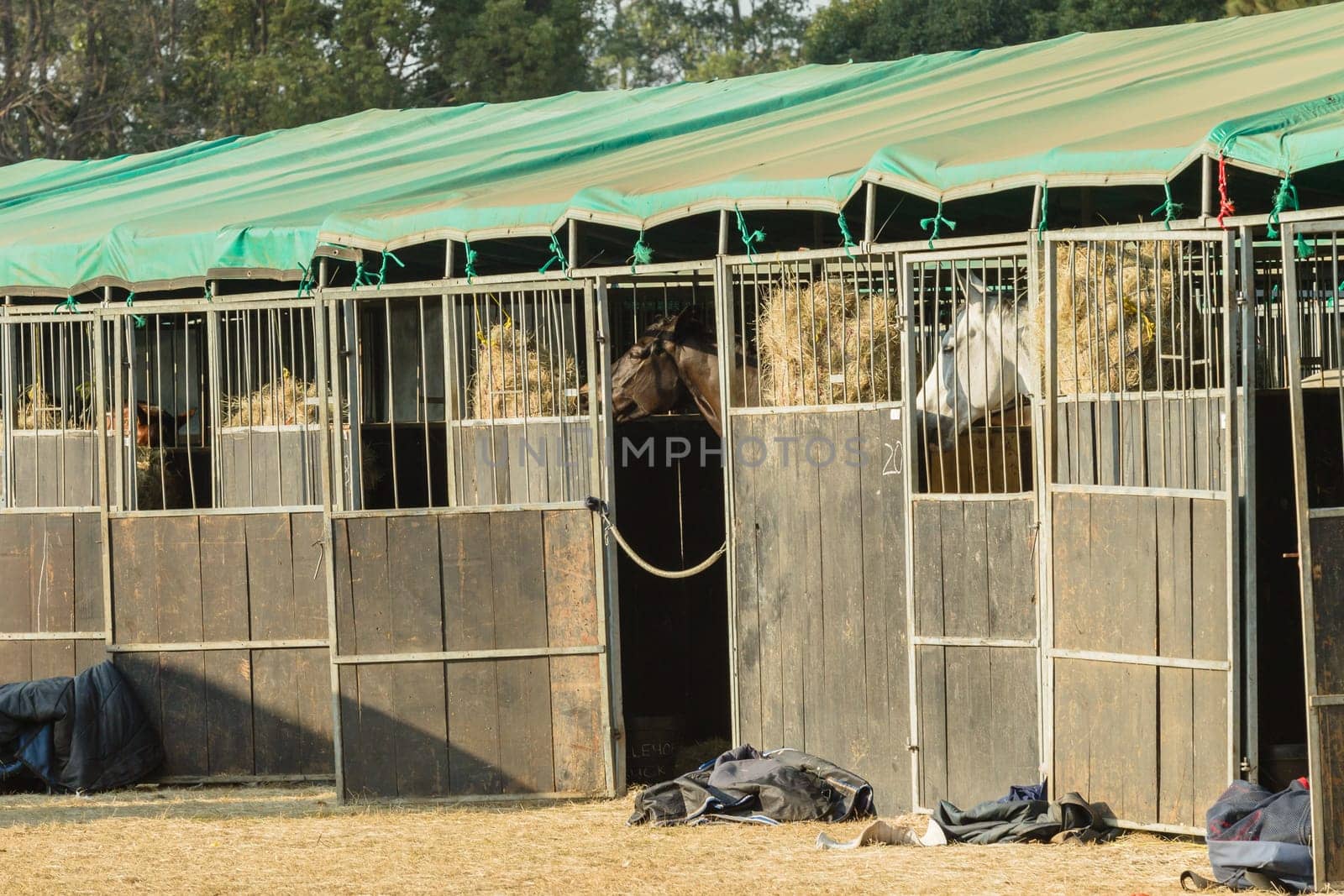 Horse Jumping Nationals Championship  scenes and close-up action of riders men woman at Shongweni Hillcrest outside Durban South Africa  10th Aug 2014