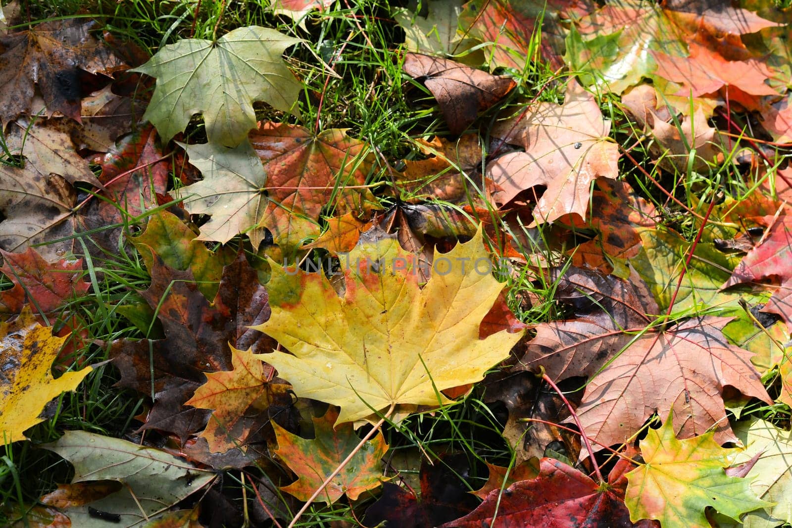 (Fall foliage) or (fall leaves) or (autumn leaves)