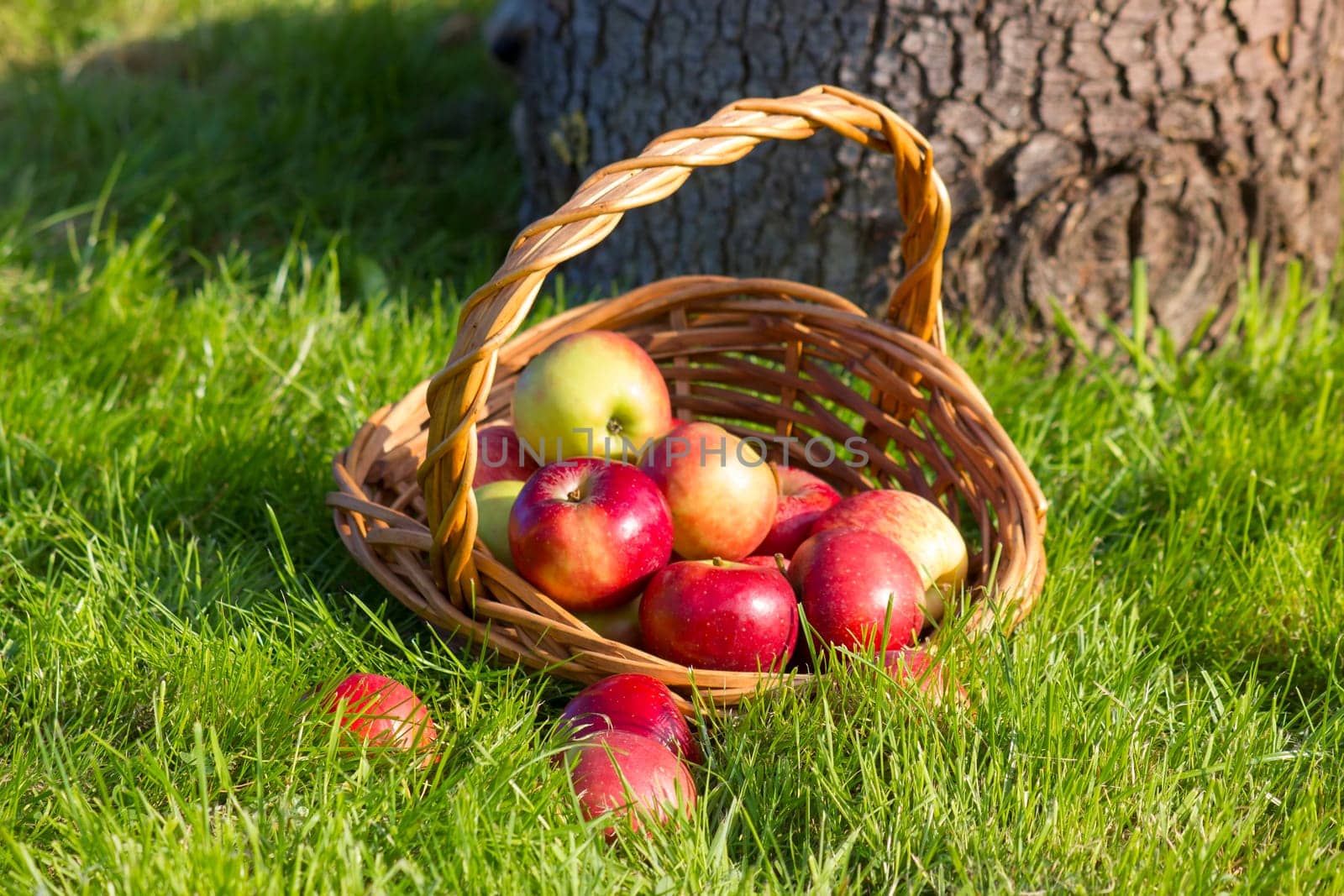 fresh apples in a basket
