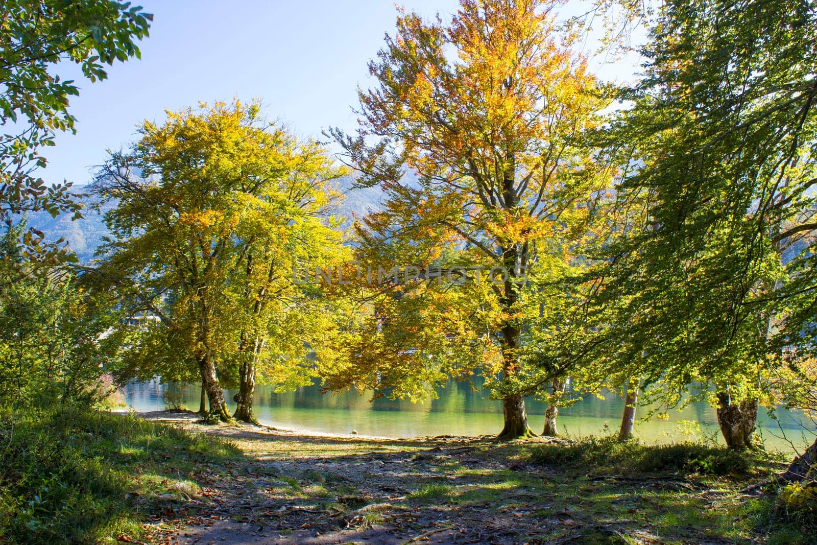 Old trees by the Bohinj lake, Slovenia