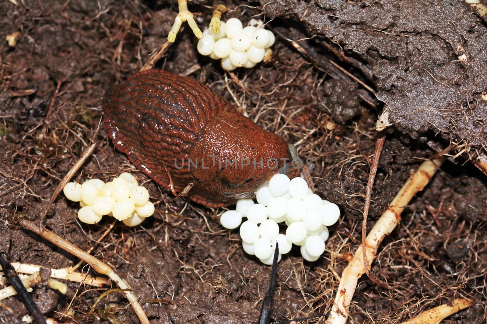 A snail at egg laying