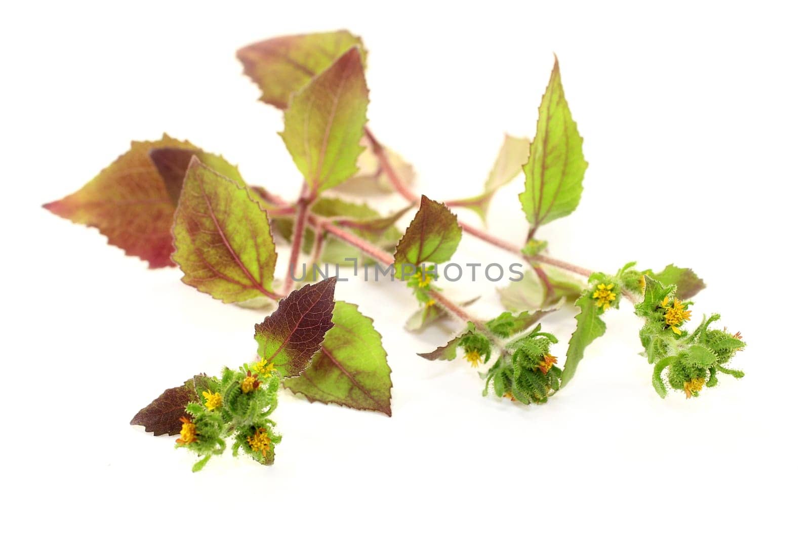 some stems Xi Xian Cao against a white background