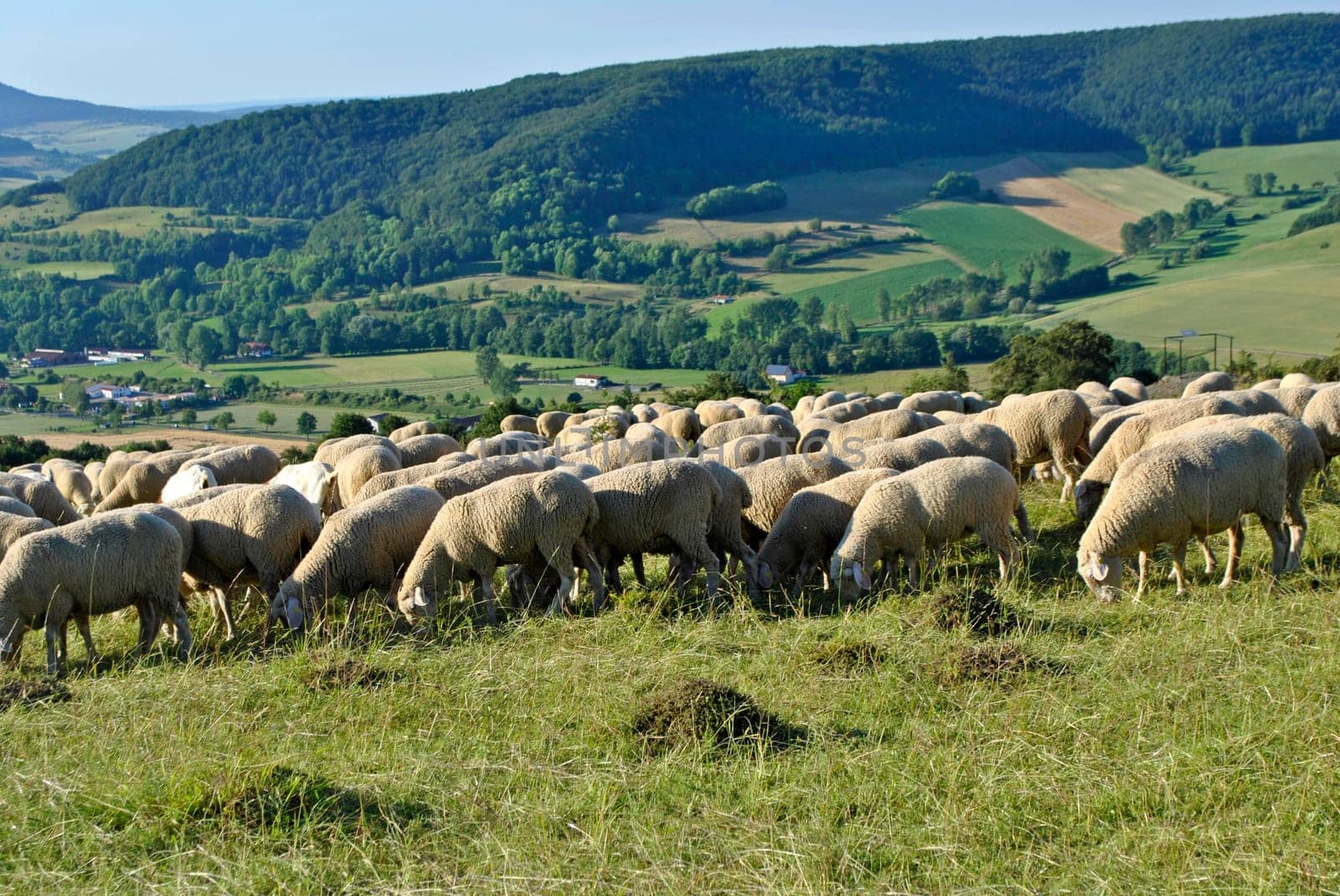 Sheep flocks in the Rhön