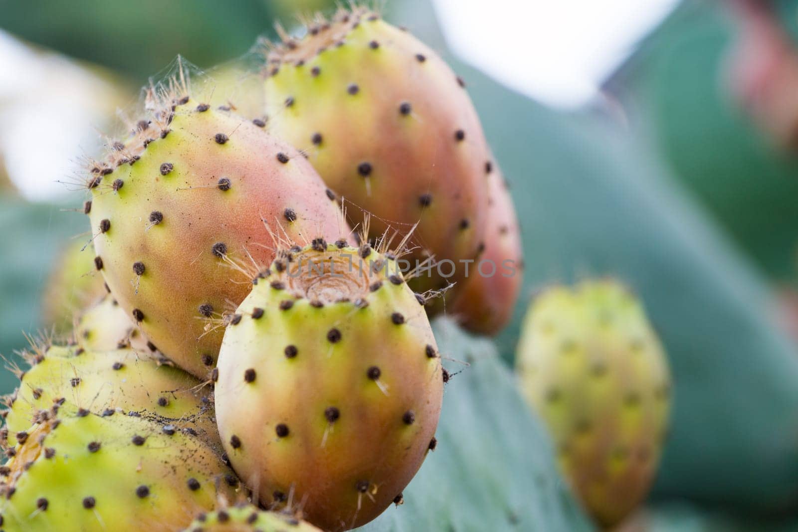 Prickly Pear on a green plants with thorns