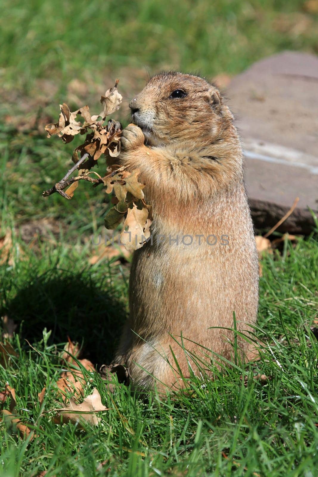 Prairie dog