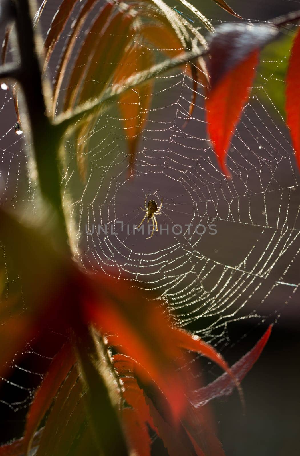 Spider