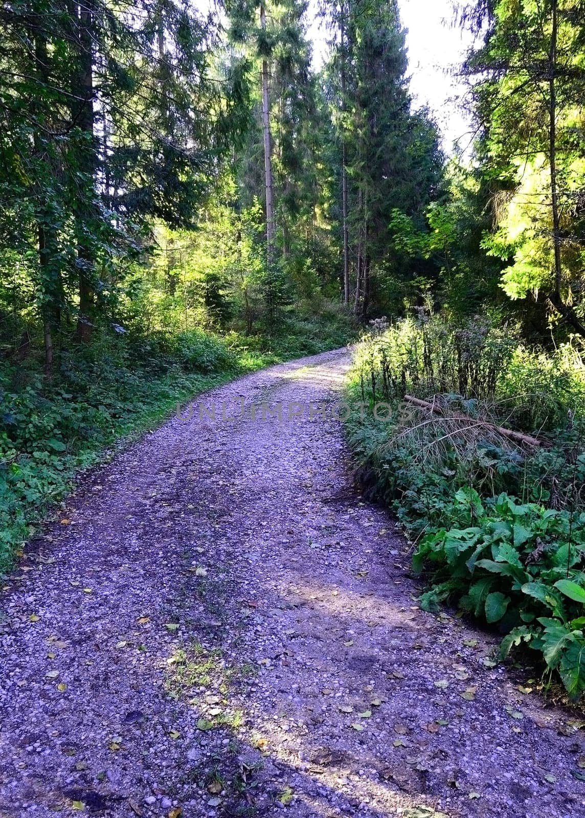 Forest road with sun rays