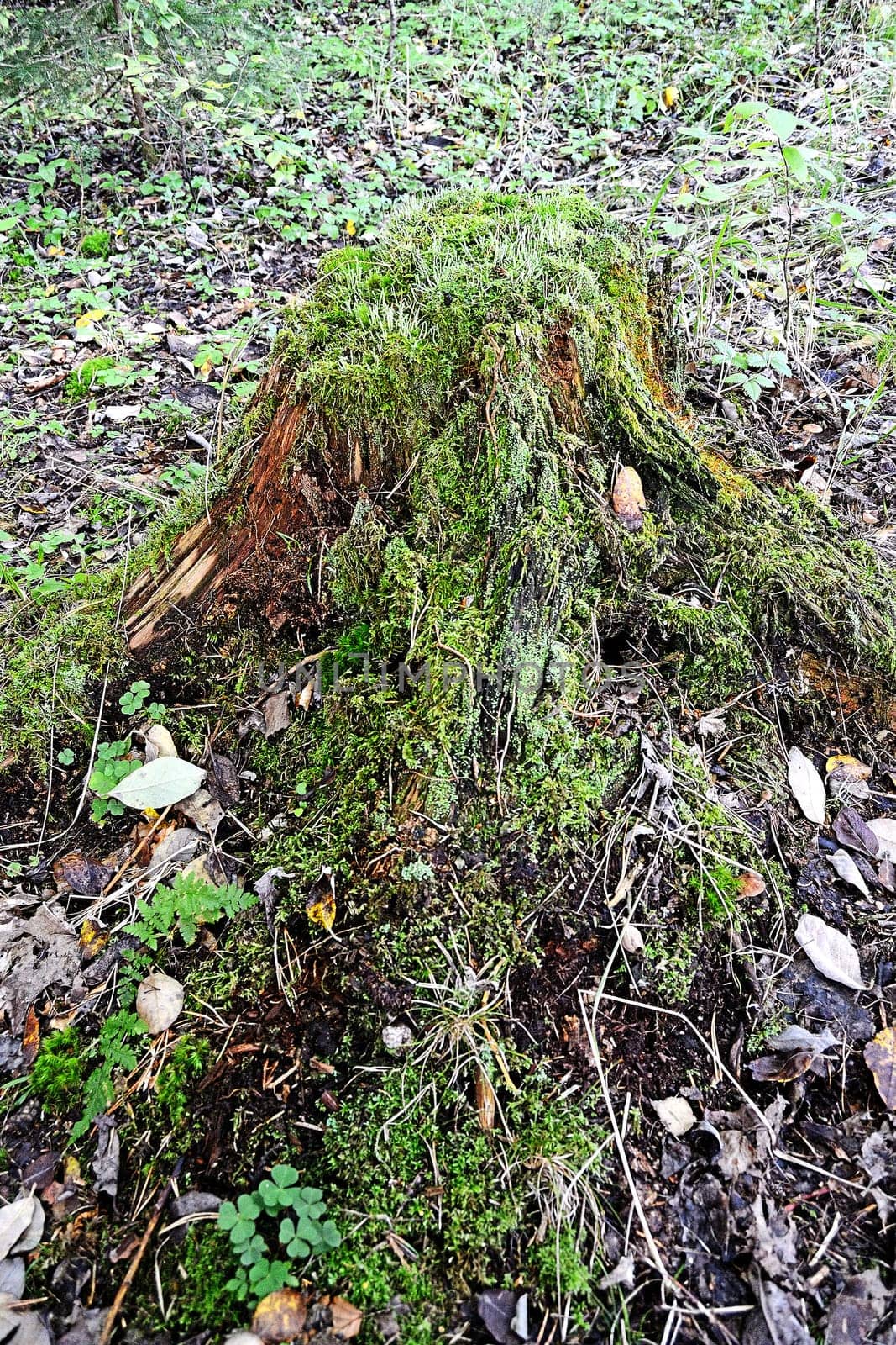 Forest with old rotten tree stump