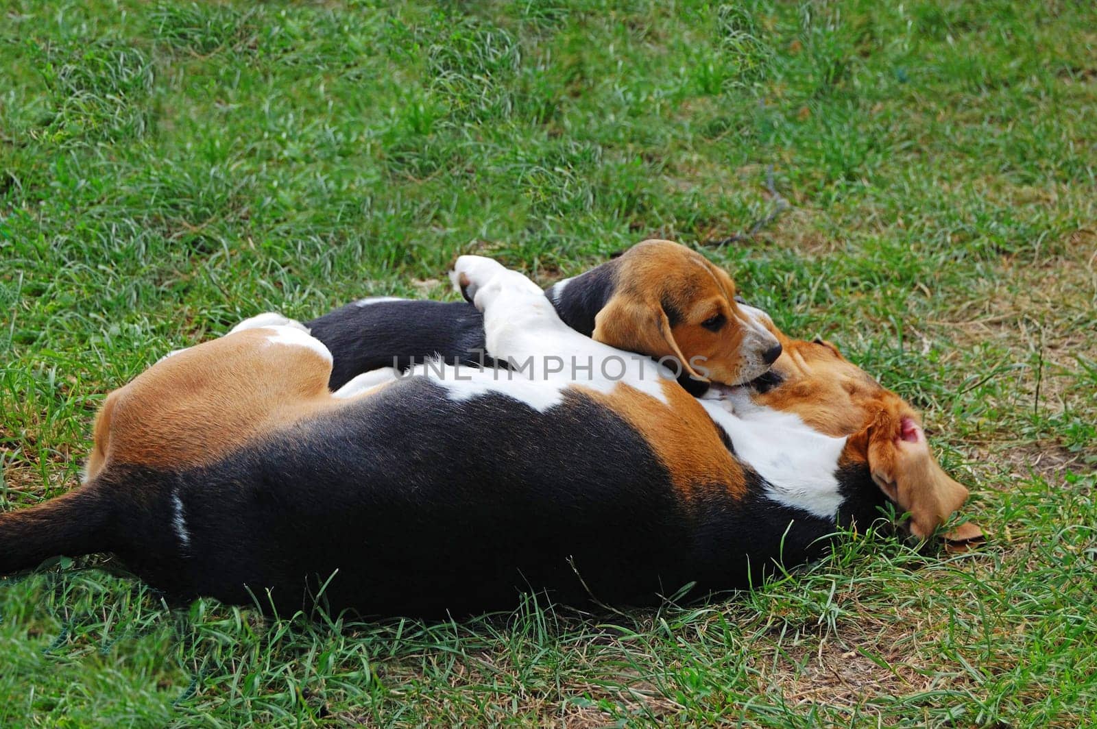 Two Beagels resting in garden